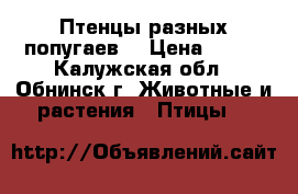 Птенцы разных попугаев. › Цена ­ 800 - Калужская обл., Обнинск г. Животные и растения » Птицы   